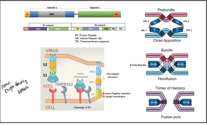 <ul><li><p><span style="background-color: transparent; font-family: "Times New Roman", serif;"><span>SARS-CoV spike protein schematic.​</span></span></p></li><li><p><span style="background-color: transparent; font-family: "Times New Roman", serif;"><span>The spike protein ectodomain consists of the S1 and S2 domains. The S1 domain contains the receptor-binding domain and is responsible for recognition and binding to the host cell receptor (Ace-2). The S2 domain, responsible for fusion, contains the putative fusion peptide (FP, yellow) and the heptad repeats HR1 and HR2. The transmembrane domain is represented in blue. ​</span></span></p></li><li><p><span style="background-color: transparent; font-family: "Times New Roman", serif;"><span>TMPRSS2:&nbsp; Transmembrane Protease from Host Cell</span></span></p></li></ul><p></p>