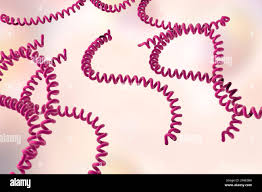 <p>spirilloid</p>