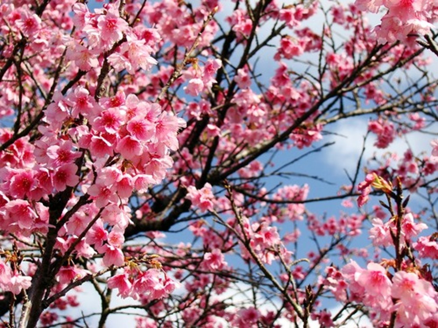 <p>to bloom (~が)</p>