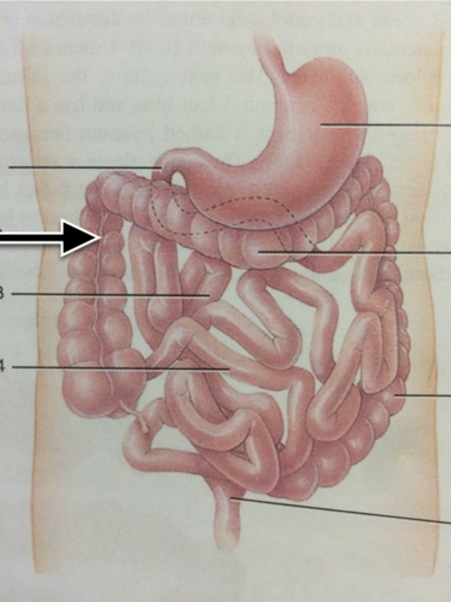 knowt flashcard image