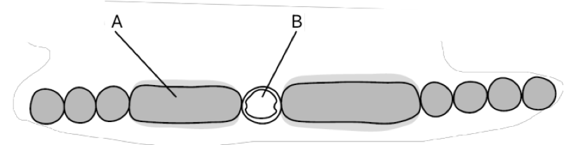<p>Label structures A and B.</p>