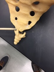 2 horns coming from top of coccyx