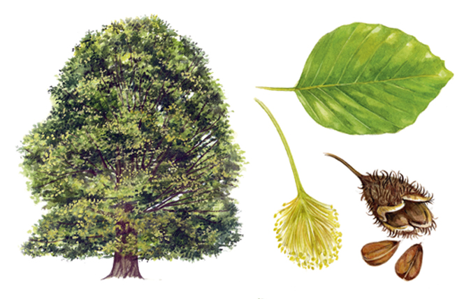 <p><strong>Beech (<em>Fagus sylvatica</em>)</strong></p><ul><li><p class="">Not native to Ireland</p></li><li><p class="">Oval green leaves with wavy edges that alternate </p></li><li><p class="">Smooth gray bark ("elephant skin")</p></li><li><p class="">Zigzag twigs</p></li><li><p class="">Pointed brown buds (alternating on zigzags)</p></li></ul><p></p>
