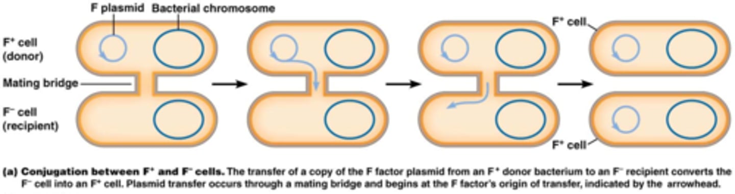 <p>F+ cel = bezit de F-factor op plasmide</p><p>- vorming van sexpilus => vorming transiënte cytoplasmatische voortplantingsbrug (maiting bridge) => Het DNA wordt via deze brug overgebracht en geïnsereerd in het bacterieel genoom</p>