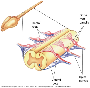 <ul><li><p>dorsal root</p><ul><li><p>somatic and visceral sensory afferents</p></li></ul></li><li><p>Dorsal root ganglia</p><ul><li><p>somas of sensory afferents</p></li></ul></li><li><p>ventral roots</p><ul><li><p>somatic and visceral motor (efferents)</p></li></ul></li><li><p>spinal nerves</p><ul><li><p>mixed</p></li></ul></li></ul><p></p>