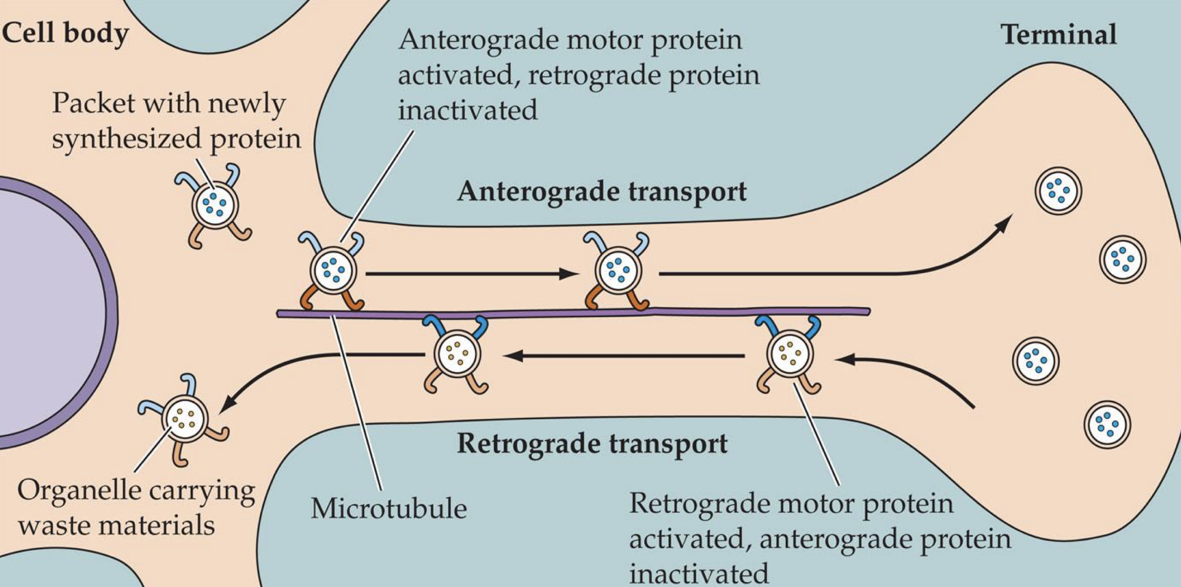 <p>retrograde transport</p>