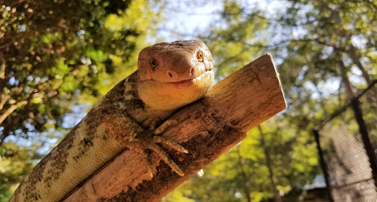 Prehensiled-tailed skink