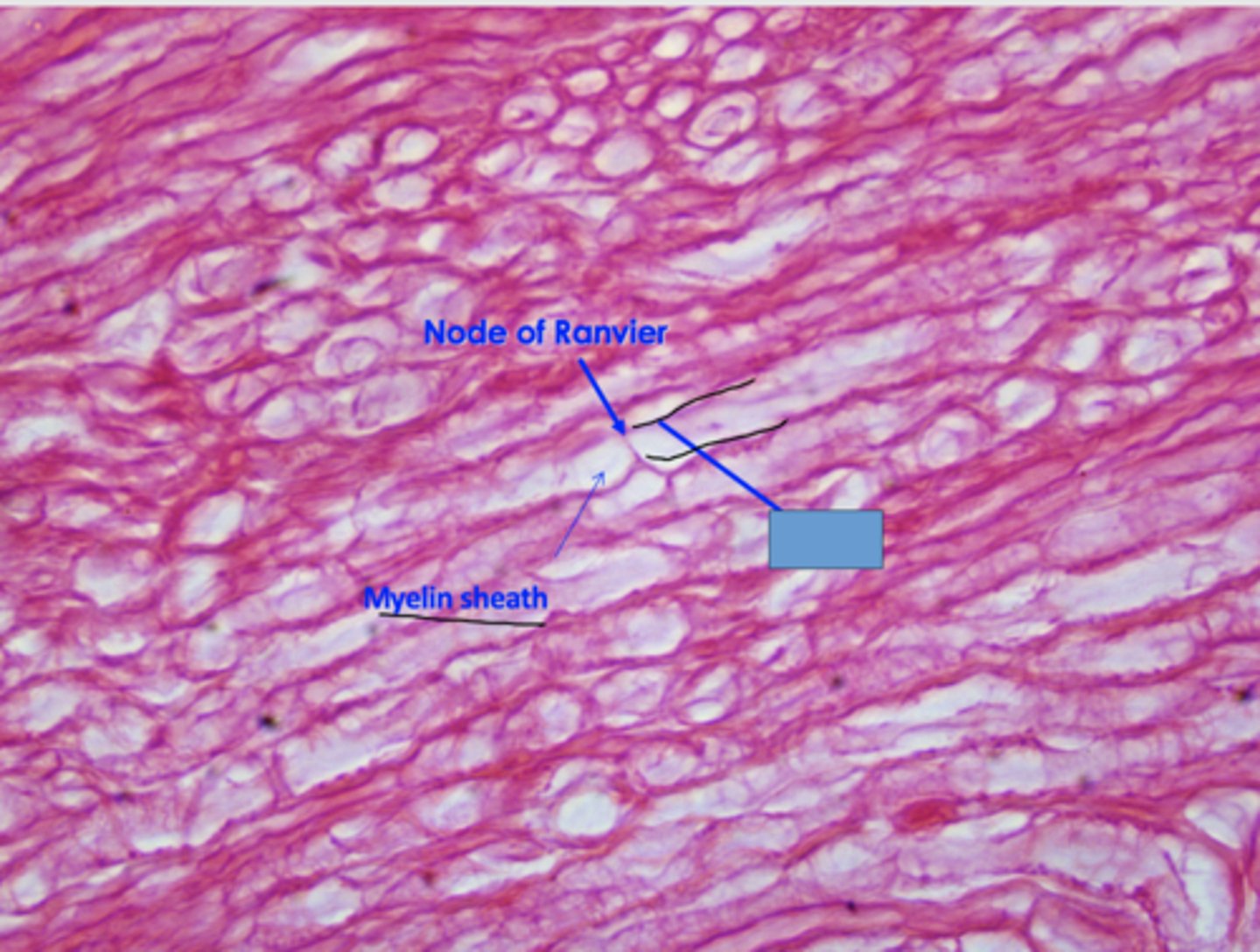 <p>Identify the structure</p>