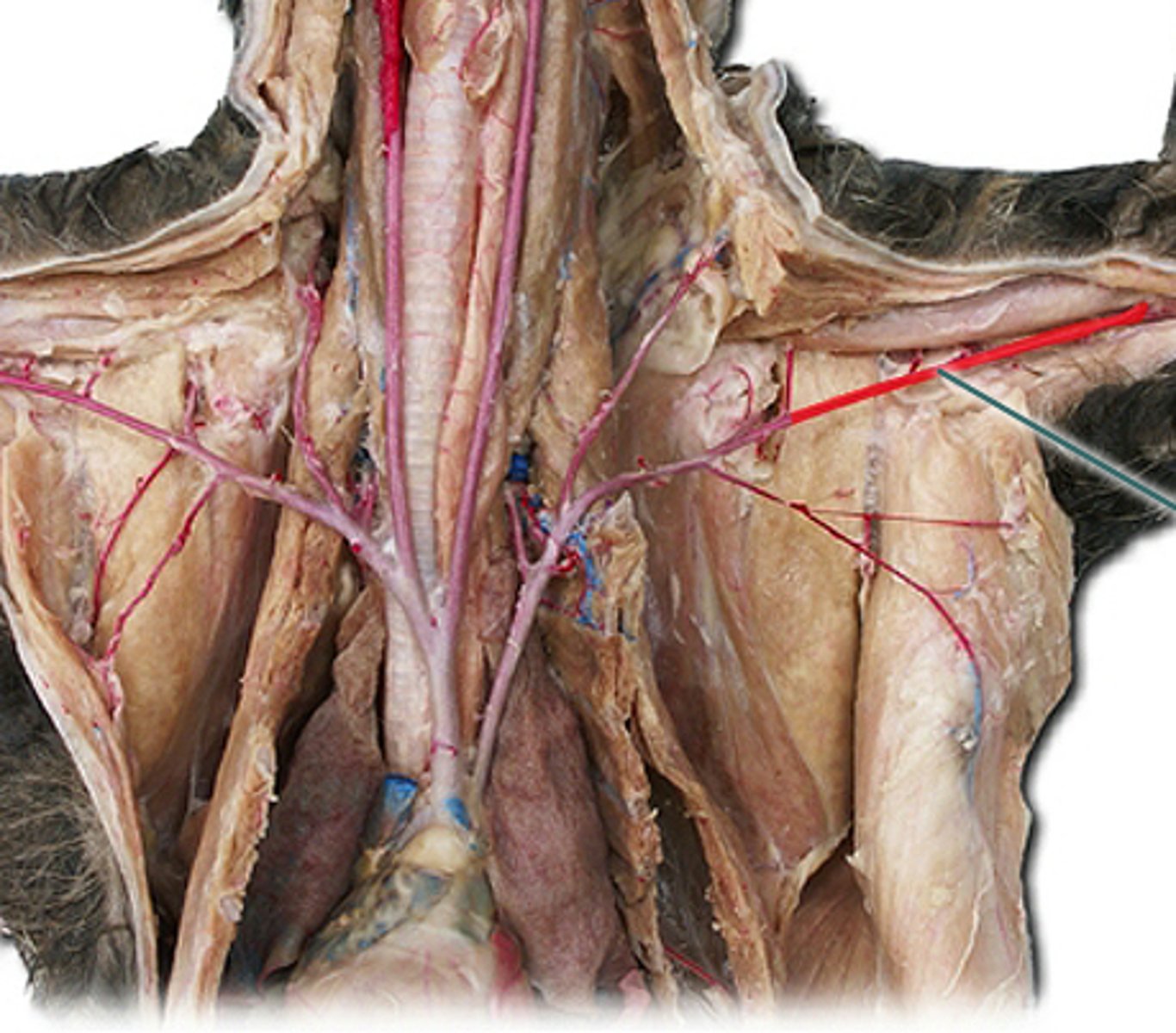 knowt flashcard image
