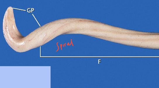 <p><span>The penis shown in this picture belongs to which species? What are the key characteristics?</span></p>