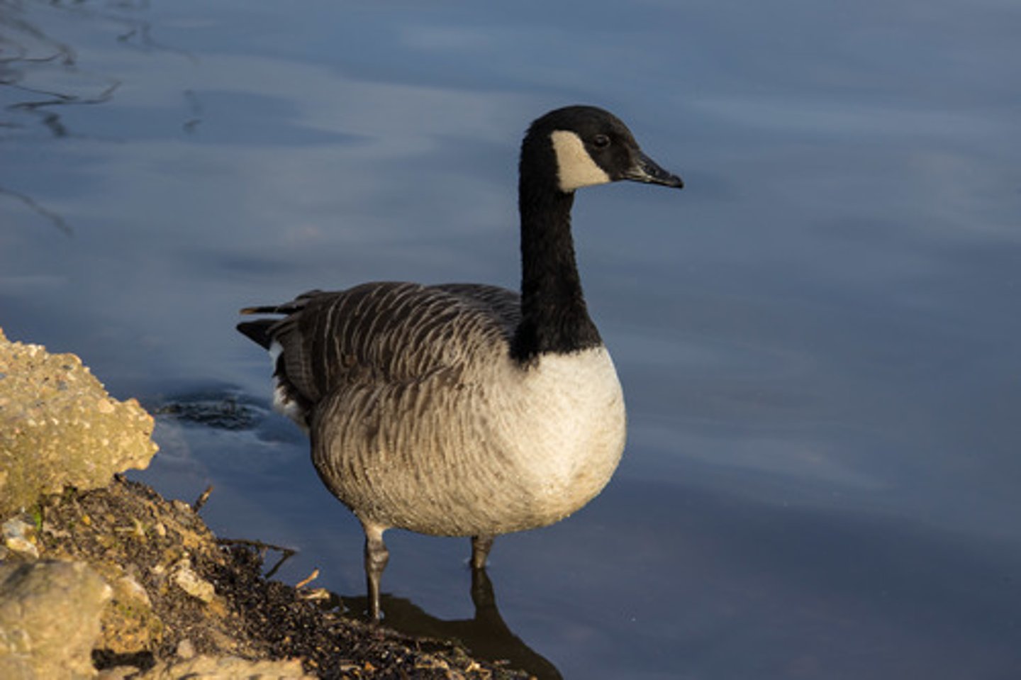 <p>goose</p>