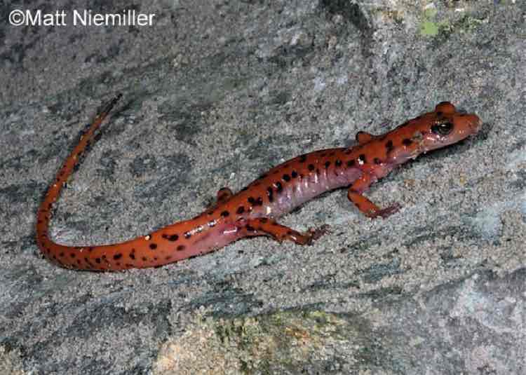 <p>An long (4.0 to 6.0 inches in length) bright orange to reddish salamander with black spots scattered over body, legs, and tail. The belly is yellow and unmarked.</p>