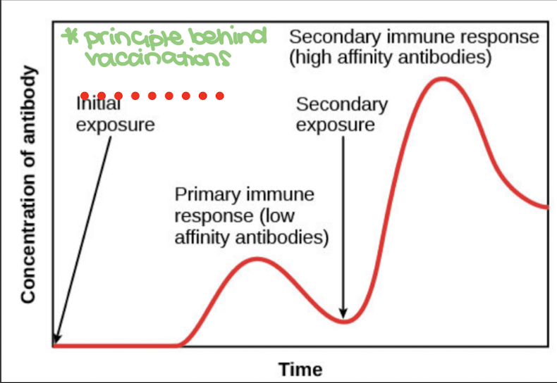 <p>primary immune response </p>