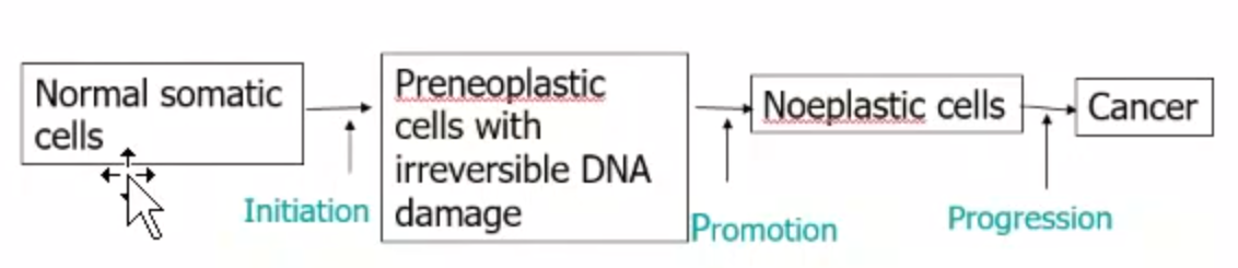 <p>a substance that under the correct metabolic and cellular conditions has the ability to transform a normal cell to a neoplastic cell (cancer)</p>