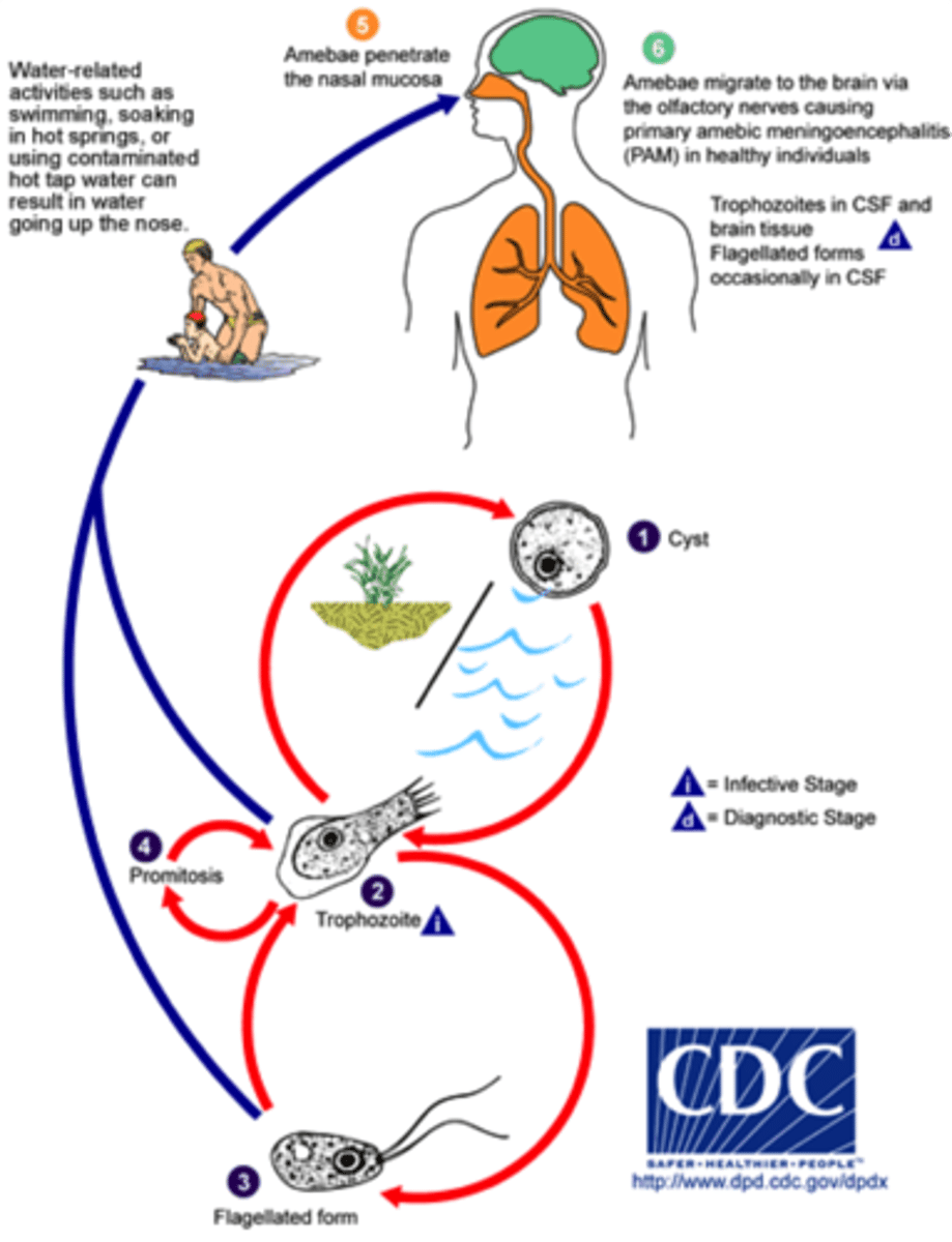 <p>1.) cyst stage in water cycles between trophozoite and cyst stage</p><p>2.) trophozoite alternates with a flagellated form</p><p>3.) transition to amoeboid stage to infect humans</p><p>4.) enters brain through olfactory nerves then causes primary amebic meningoencephalitis (PAM)</p><p>5.) you dead</p><p>-only ameboid stage in humans</p>