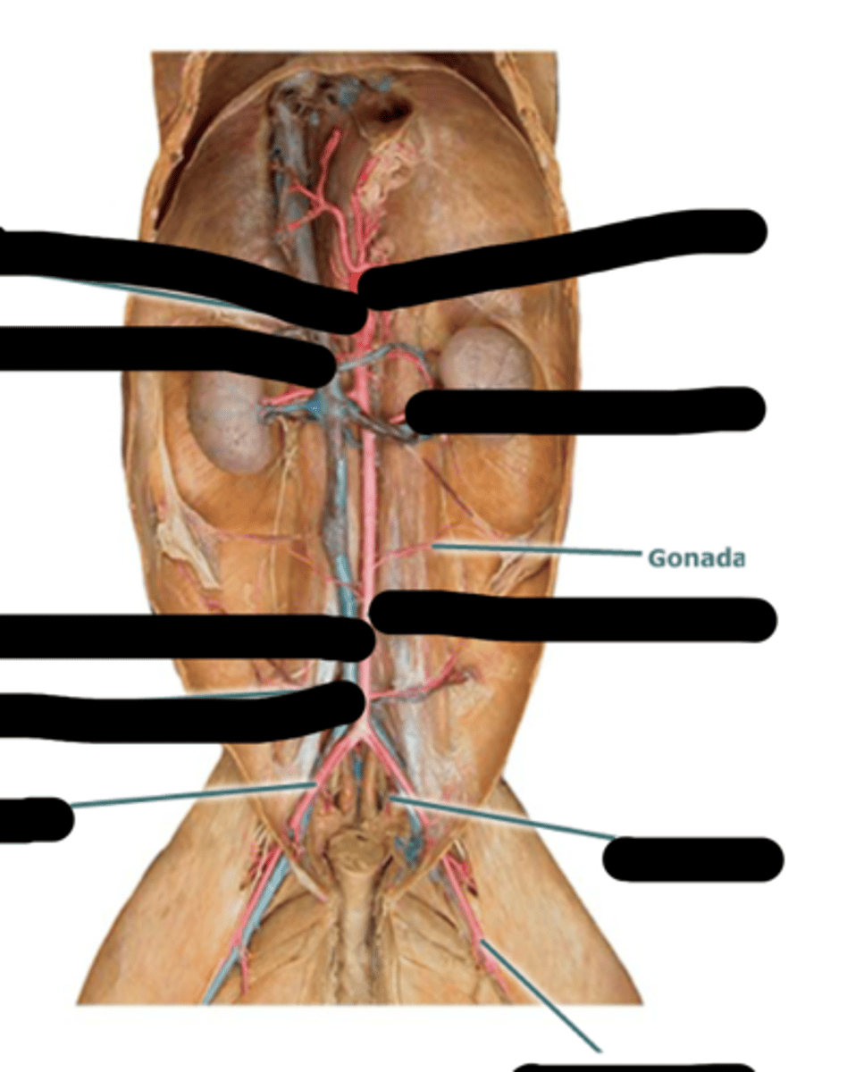 <p>supplying the gonads</p>