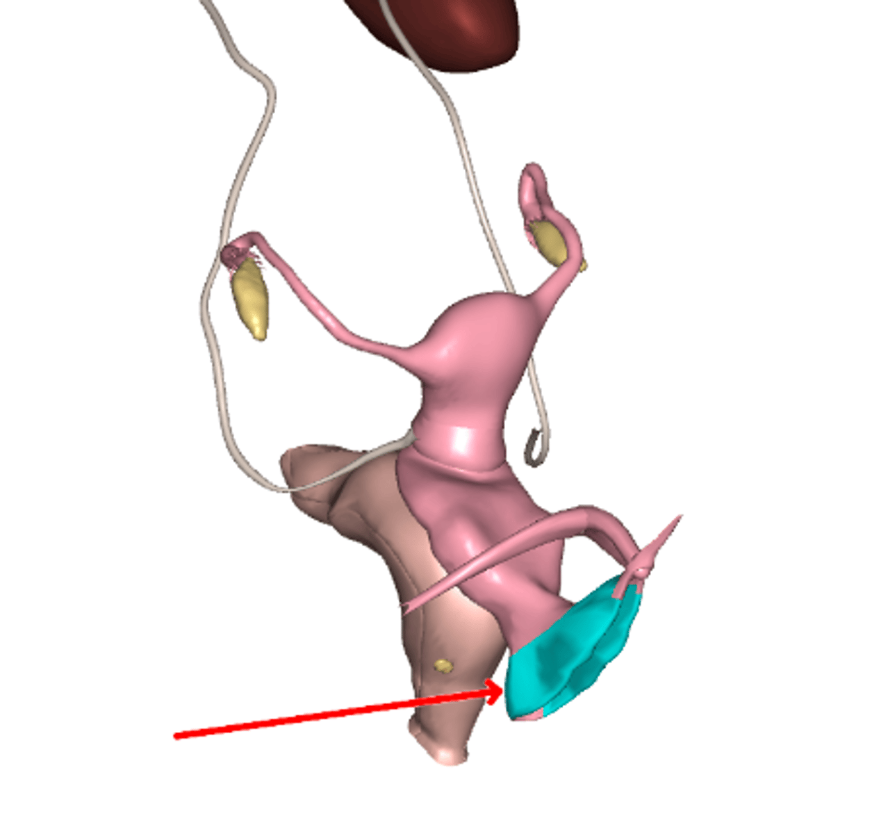 <p>Labia minora</p>