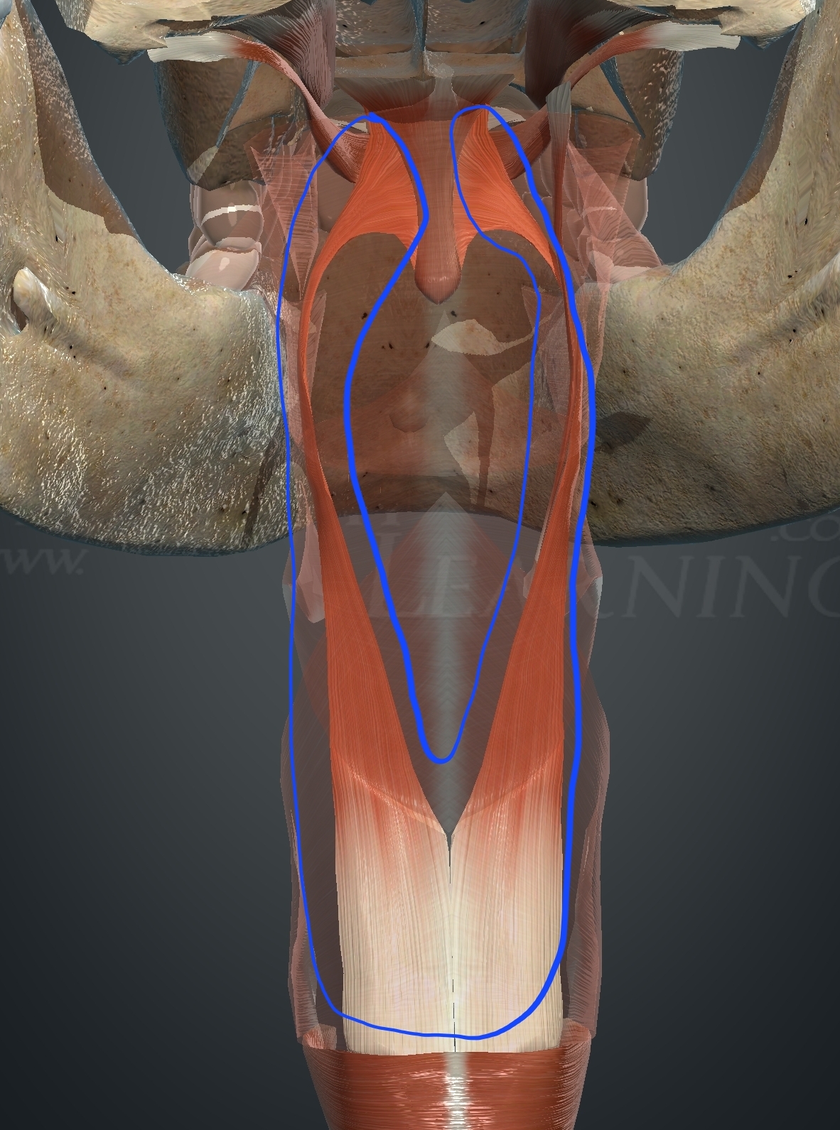 <p>What muscle is this?</p>