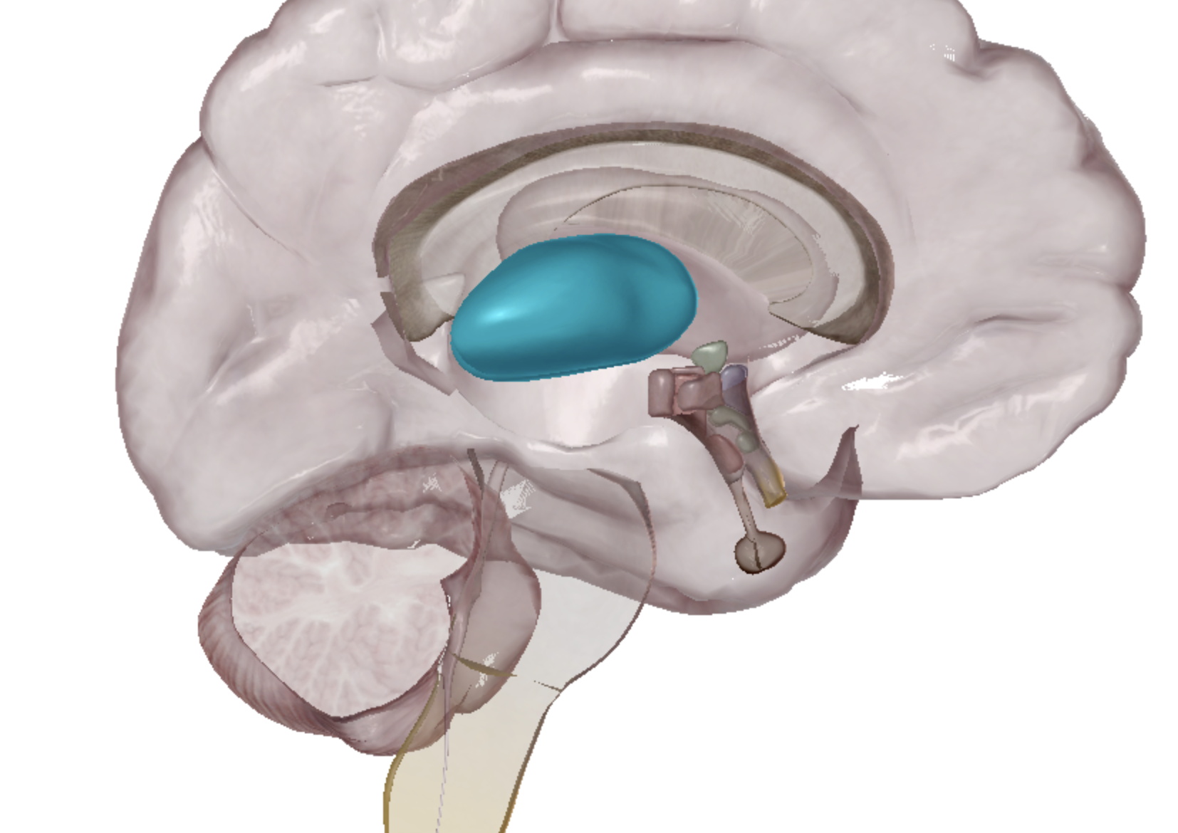 <p>what is highlighted </p>