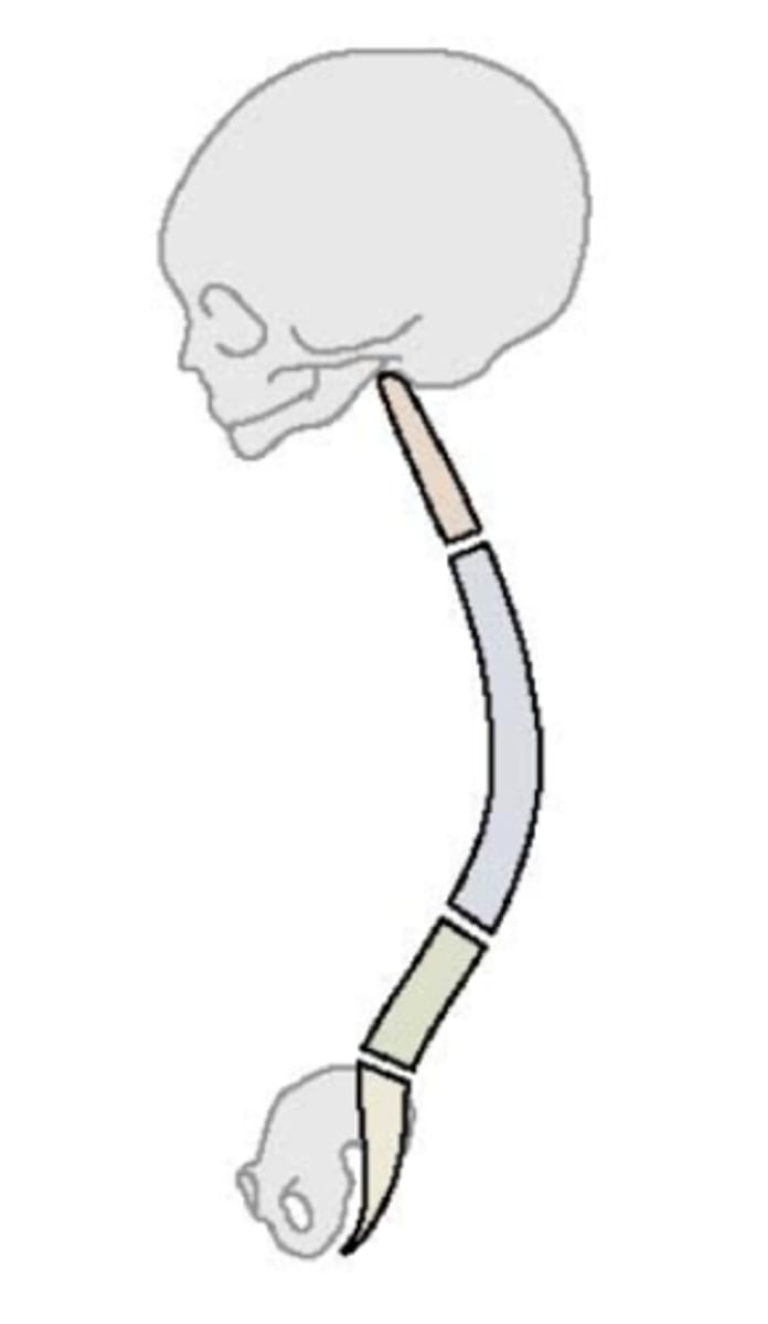 <p>Slight flexes present between lumbar and sacral areas</p>