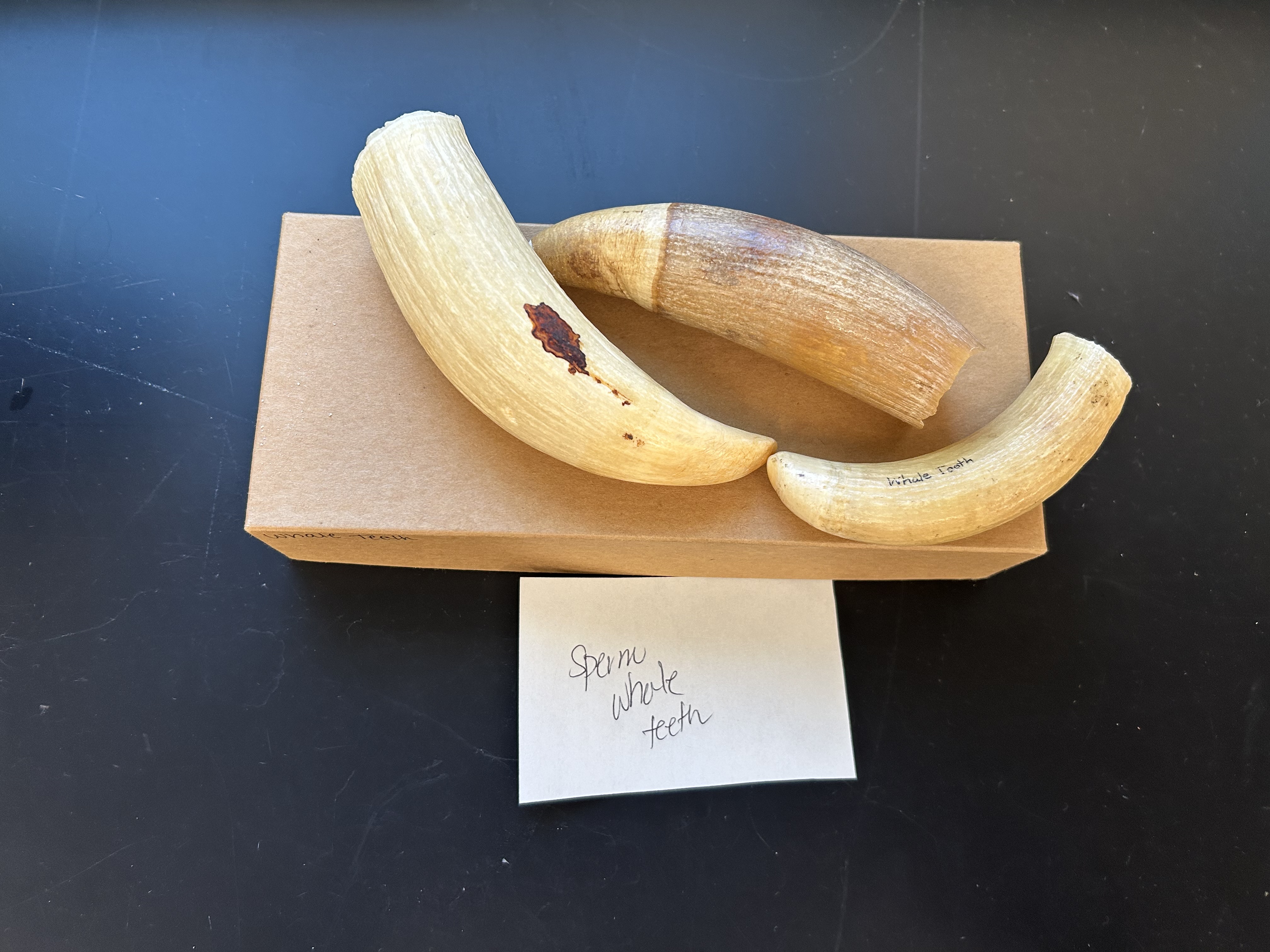 <p>Order: </p><p>Family: </p><p>Genus: </p><p>Species: </p>