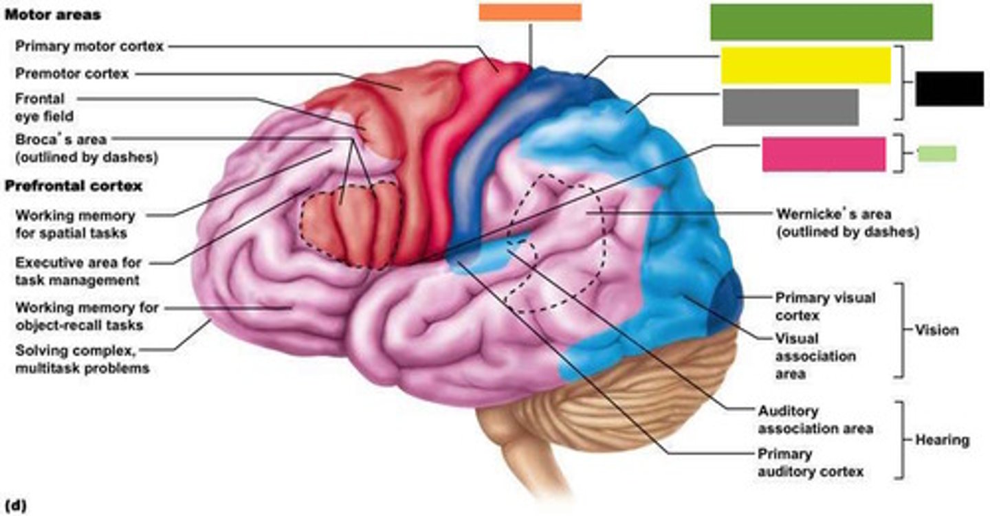 <p>Primary somatosensory cortex <br>Somatosensory association cortex <br>Gustatory cortex (in Insula)</p>