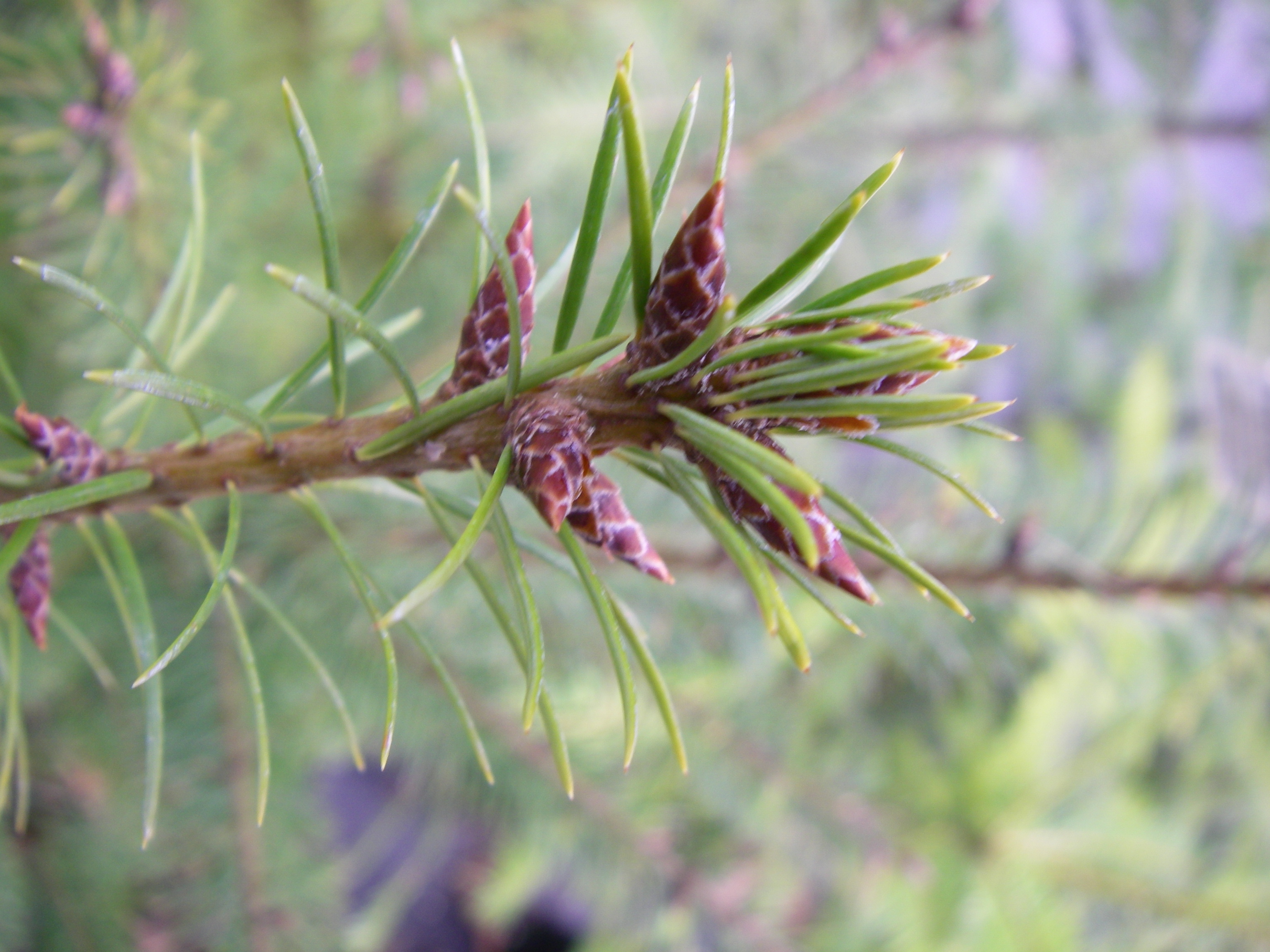 <ul><li><p>needles: friendly fir (soft)</p></li><li><p>twigs: grey / yellow </p></li><li><p>bark: resin bubbles when young, red / brn, thicker ridges &amp; deeper furrows</p></li><li><p>repro: cones, small, stiff, mouse feet from each scale</p></li></ul>