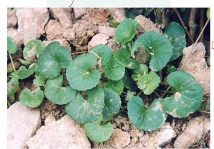 <p>TPHH - Centella asistica</p>