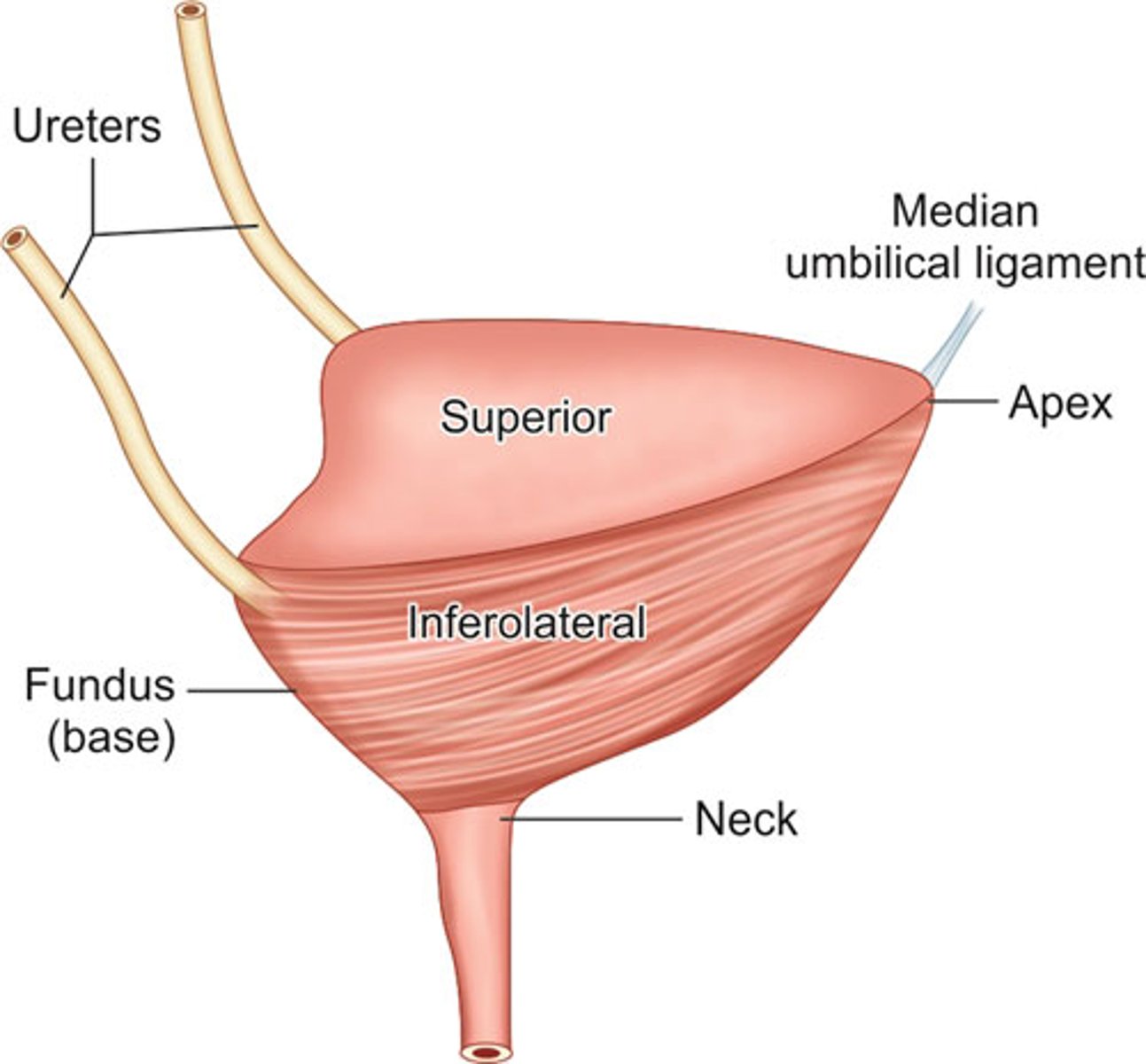 <p>elevated dome of bladder</p>