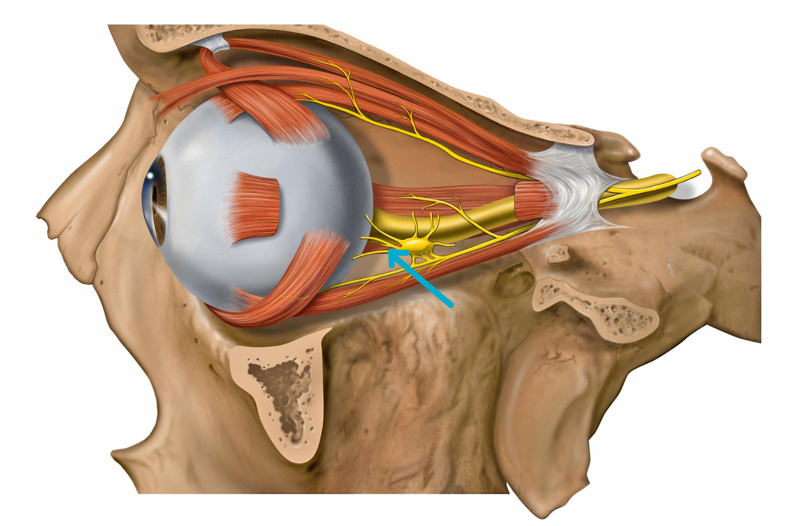 <p>What nerves?</p>