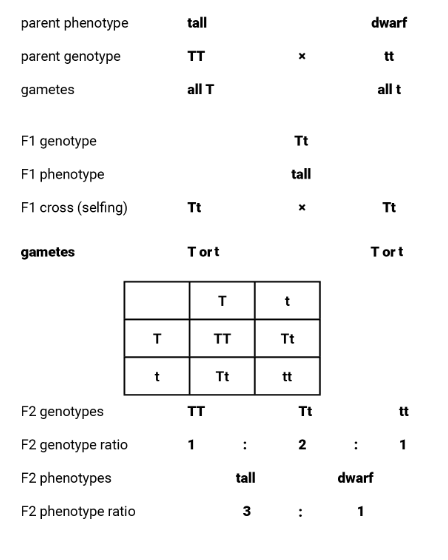 <ol><li><p>Find the phenotypes of the parents and whether they are homo/heterozygous.</p></li></ol><p></p><ol start="2"><li><p>Choose suitable letters for the alleles e.g. T for tall, t for short.</p></li></ol><p></p><ol start="3"><li><p><span>Represent the parental genotypes with the appropriate pairs of letters</span></p></li></ol><p></p><ol start="4"><li><p>State the gametes produced by each parent. Circle the gametes and label them clearly.</p></li></ol><p></p><ol start="5"><li><p>Use a matrix, called a Punnett square, to show the results of the random crossing of the gametes.</p></li></ol><p></p><ol start="6"><li><p>State the phenotype of each different genotype and indicate the numbers of each type.</p></li></ol><p></p>