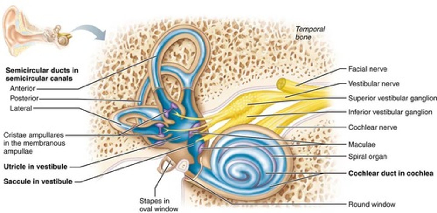 <p>A spiral-shaped structure responsible for hearing, divided into three fluid-filled chambers.</p>