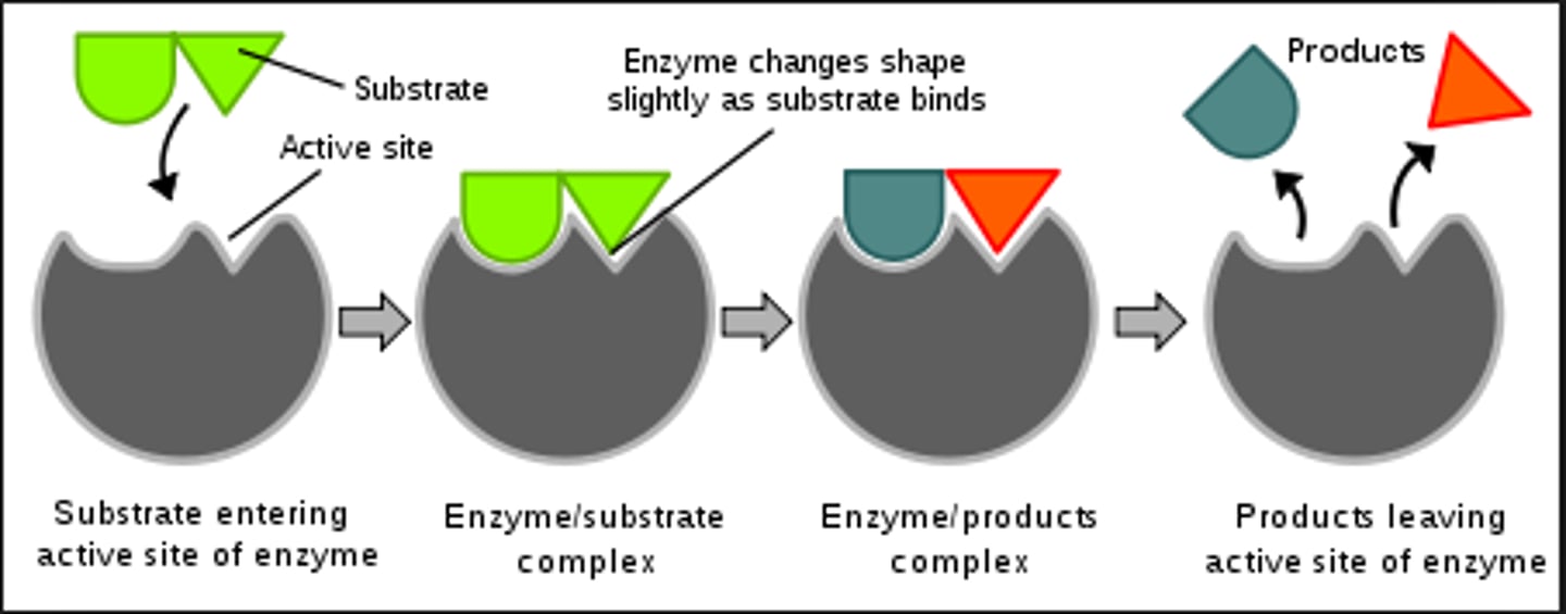 <p>1) the substrate bonds with the active site (lock and key)</p><p>2) an Enzyme substrate complex is formed</p><p>3) the substrate reacts to form a product which then leaves the active site</p><p>4) the enzyme can be used again - it is regenerated (unless its denatured)</p>