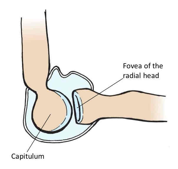 <p>Radiohumeral Joint</p>