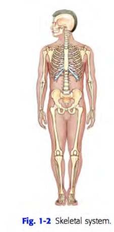 <p>Skeletal system </p>