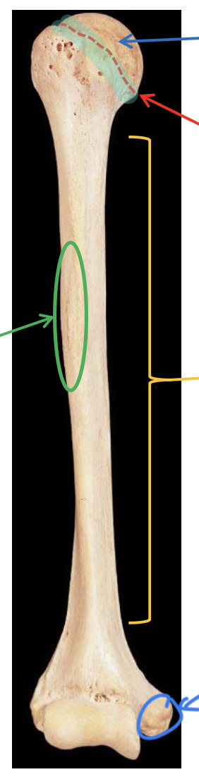 <p>Name the highlighted region.</p>