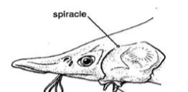 <p>What type of mouth?</p>