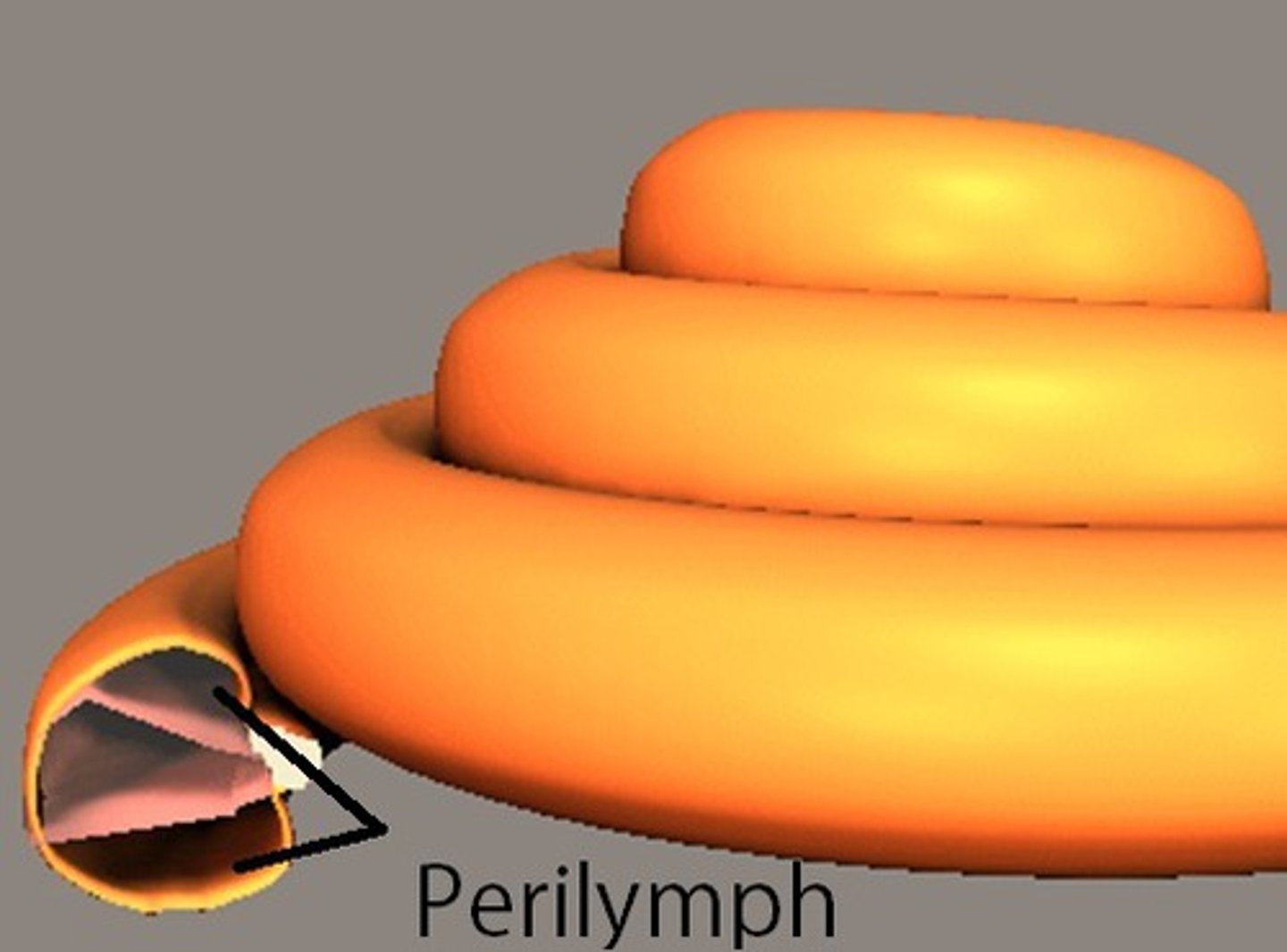 <p>the bodily fluid that fills the space between the bony labyrinth of the inner ear</p>