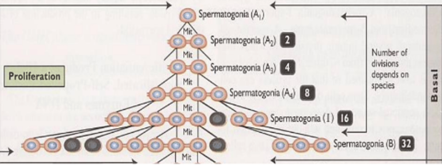 <p>spermatocytogenesis</p><p>mitotic divisions</p><p>puberty</p><p>spermatogonia B</p><p>cross BTB</p>