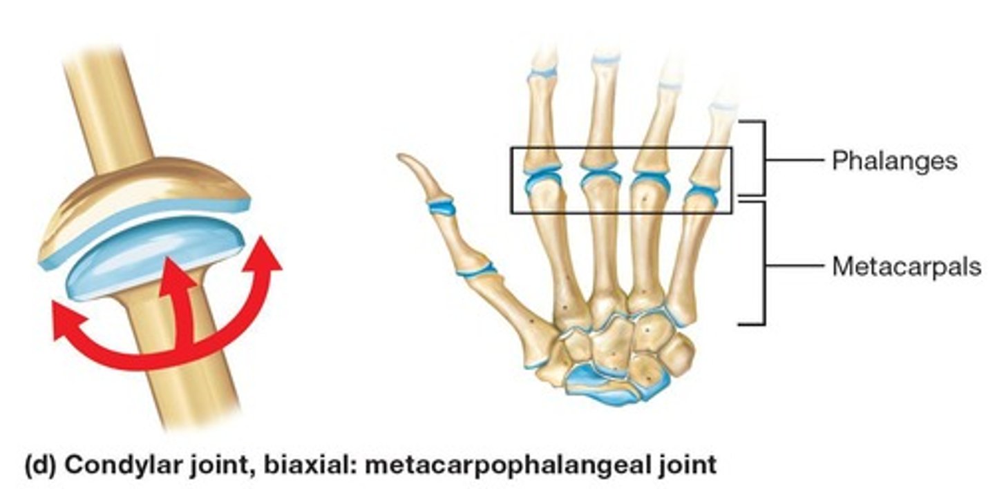 <p>Flex/extend, abduct/adduct (wrist).</p>