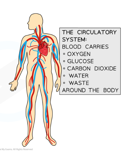 <p>blood and circulatory system - carries the necessary substances around the boy</p>