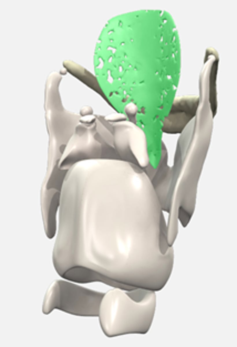 <p>Epiglottic cartilage</p>