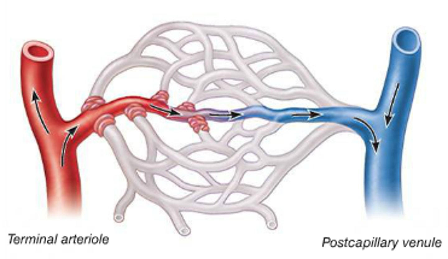 <p>cannot go to the capillary bed, it passes on through directly to the venule</p><p>(in the image, the white part indicates NO blood flow)</p>