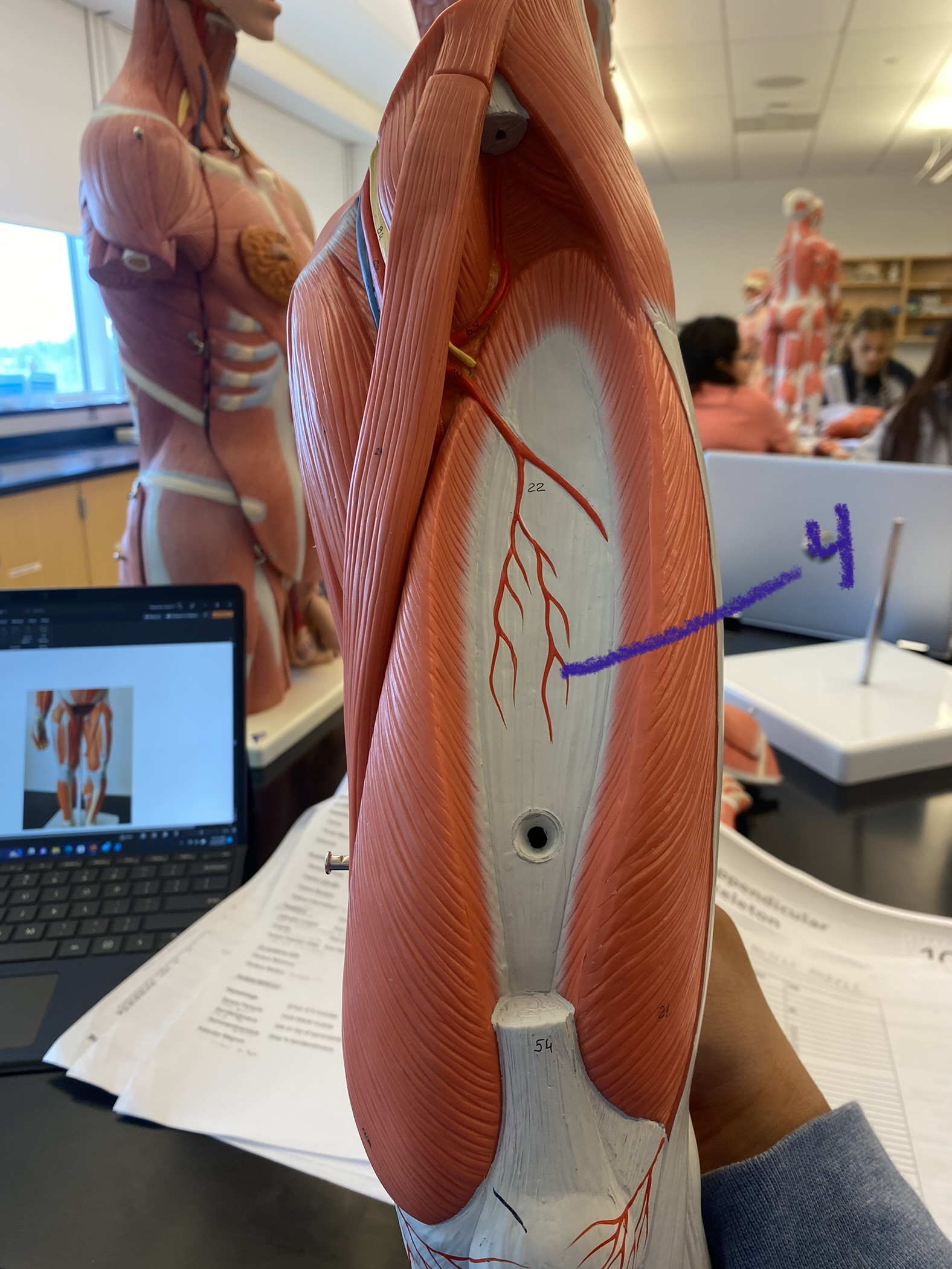 Muscle on thigh and leg: quadriceps #4