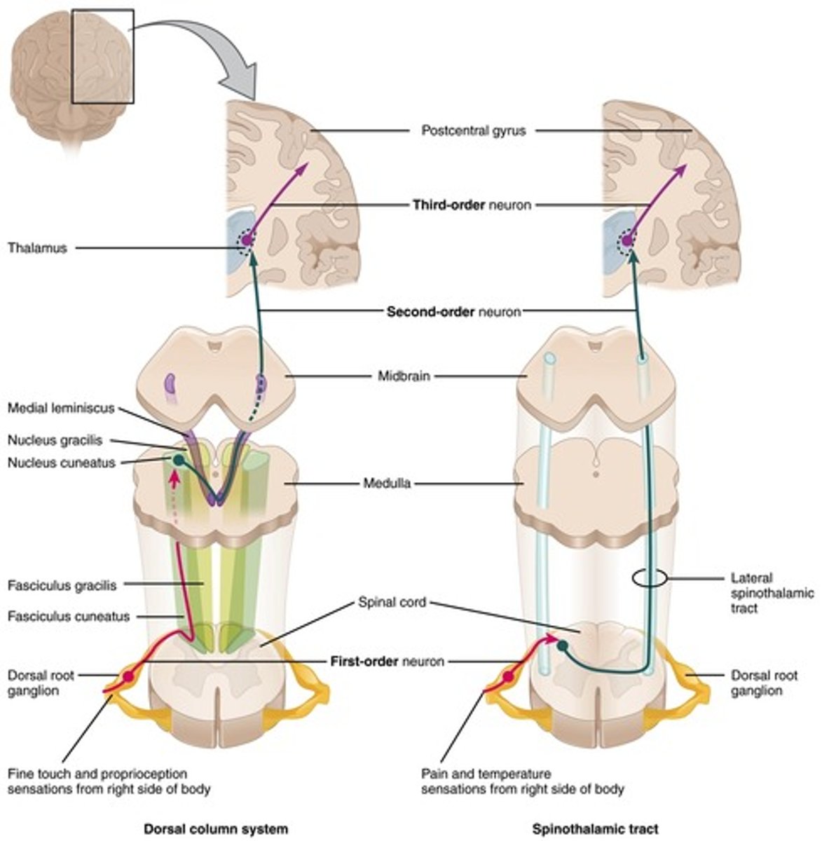 <p>Sensory signals typically travel across three neurons from their origin in the receptors to their destination in the brain. The category of neuron that carries the signal from the thalamus to the cerebral cortex is called:</p>