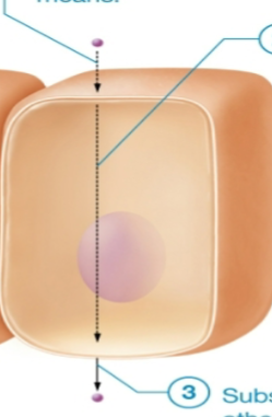 <ul><li><p>think <strong>through</strong></p></li><li><p>substance enters cell by crossing plasma membrane, diffuses across cytosol, and exits through plasma membrane at opposite side </p></li></ul><p></p>