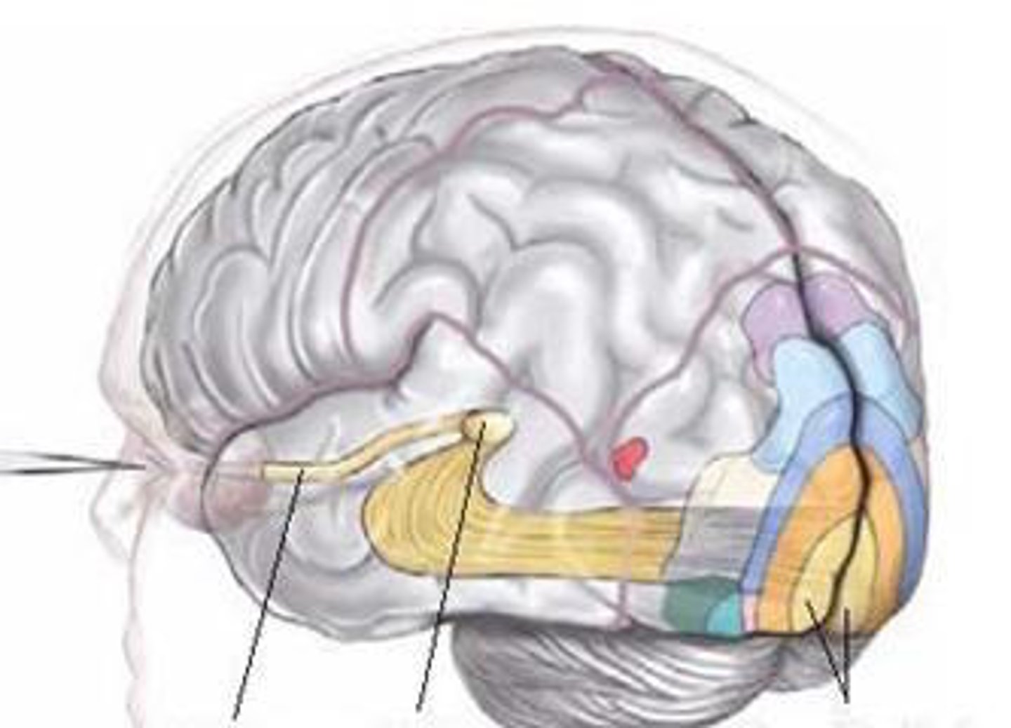 <p>The part of the cerebral cortex responsible for processing visual information.</p>