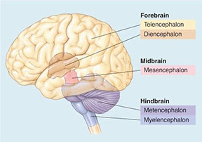<p>telencephalon and diencephalon</p>