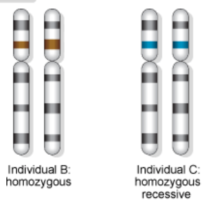 <p>An individual with <strong>two identical alleles</strong> for a particular gene at a specific locus</p>