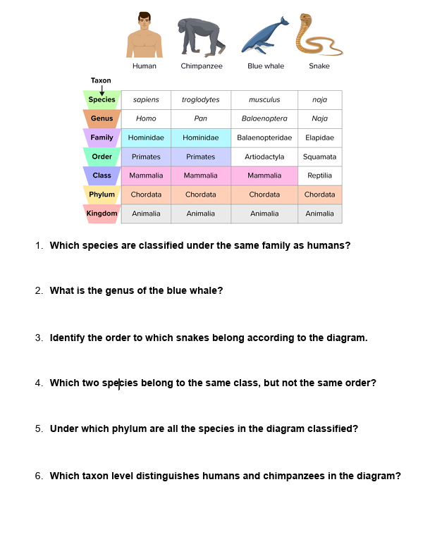 <p>(PHYLOGENETICS) <u>TAXONOMY &amp; PHYLOGENY:</u>&nbsp;Fill out the worksheet on TAXONOMY.</p>